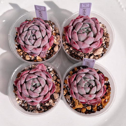 59.【札付き】Pink Ribbon ASOBINI 命名株 多肉植物 おはようござい