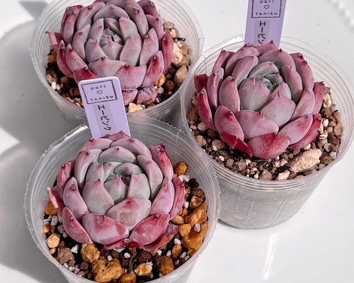 59.【札付き】Pink Ribbon ASOBINI 命名株 多肉植物 59.【札付き】Pink Ribbon ASOBINI 命名株 多肉植物 おはようござい