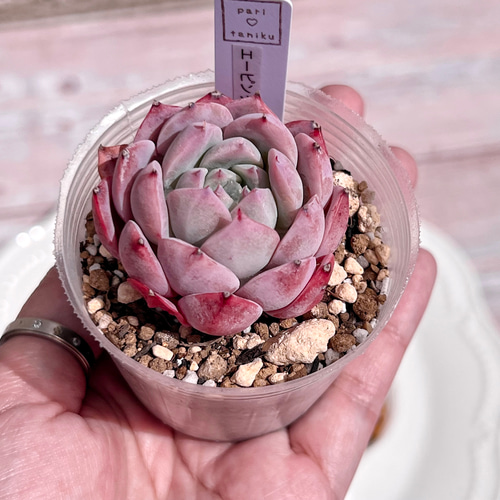 多肉植物 エーピンク 韓国苗 多肉植物 pariʚ