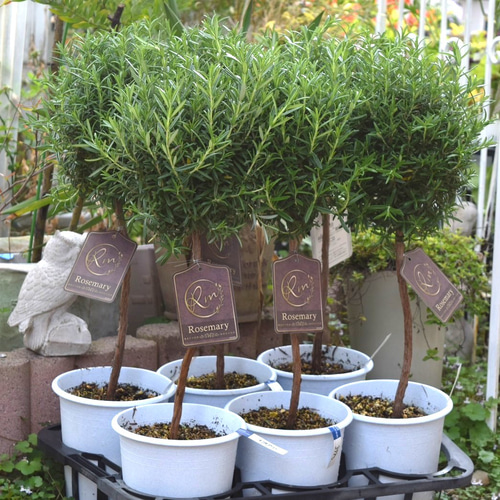 トビアリー仕立て ローズマリー　苗木 ハーブ 苗 ガーデニング 植木 アロマ トビアリー仕立て ローズマリー 苗木 ハーブ 苗 ガーデニング