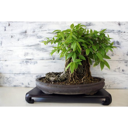 盆栽 『ウツギ 石付き』 石 インテリア 観葉植物 園芸 送料無料 b109 盆栽 『ウツギ 石付き』 石 インテリア 観葉植物 園芸 送料無料 b109