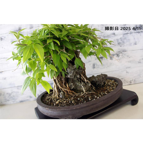 009.【陶翠】春秋/長方樹盆/盆栽鉢/木箱付き 盆栽 『卯木（ウツギ） 石付き』 和風 インテリア 石 花 春 園芸