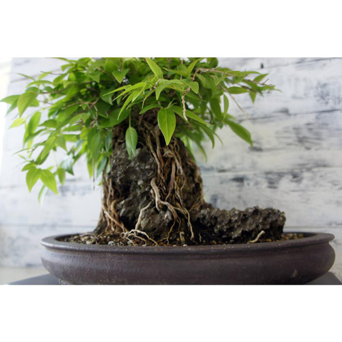 盆栽 『ウツギ 石付き』 石 インテリア 観葉植物 園芸 送料無料 b109 盆栽 『ウツギ 石付き』 石 インテリア 観葉植物 園芸 送料無料 b109