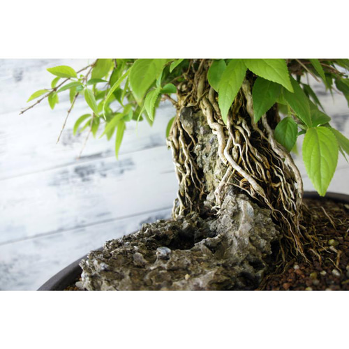 盆栽 『卯木（ウツギ） 石付き』 和風 インテリア 石 花 春 園芸 109