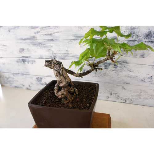 盆栽 『蔦（ツタ）』 紅葉 和風 インテリア 春 園芸 ガーデニング 110