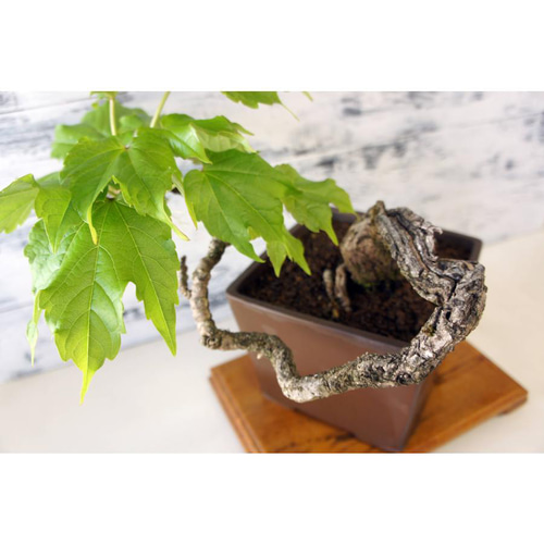 盆栽 『蔦（ツタ）』 紅葉 和風 インテリア 春 園芸 ガーデニング 110