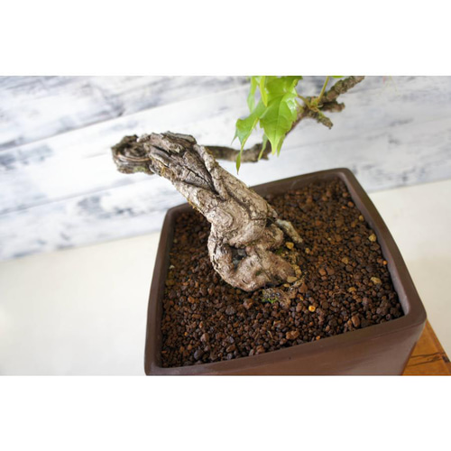 盆栽 『蔦（ツタ）』 紅葉 和風 インテリア 春 園芸 ガーデニング 110