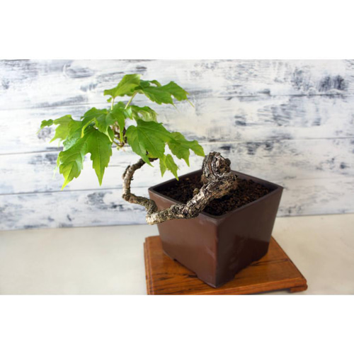 盆栽 『蔦（ツタ）』 紅葉 和風 インテリア 春 園芸 ガーデニング 110