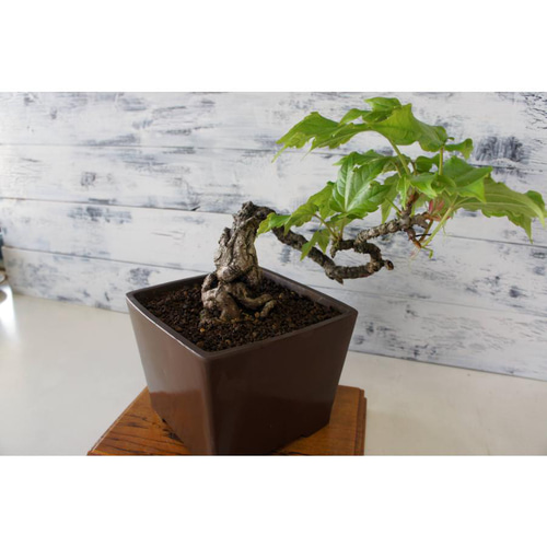 盆栽 『蔦（ツタ）』 紅葉 和風 インテリア 春 園芸 ガーデニング 110