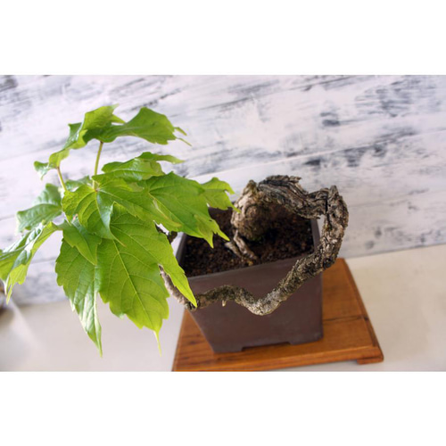 盆栽 『赤松』 和風 インテリア 観葉植物 園芸 オブジェ 送料無料 b084 盆栽 『赤松』 和風 インテリア 観葉植物 園芸 オブジェ 送料