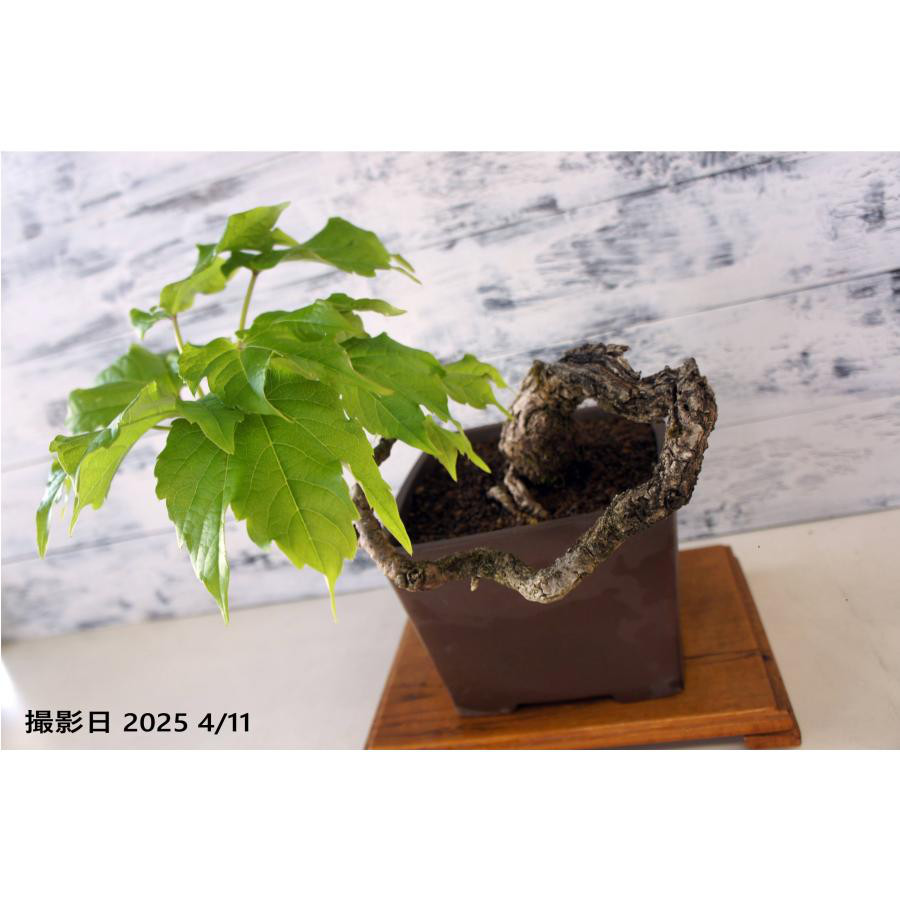 盆栽 『蔦（ツタ）』 紅葉 和風 インテリア 春 園芸