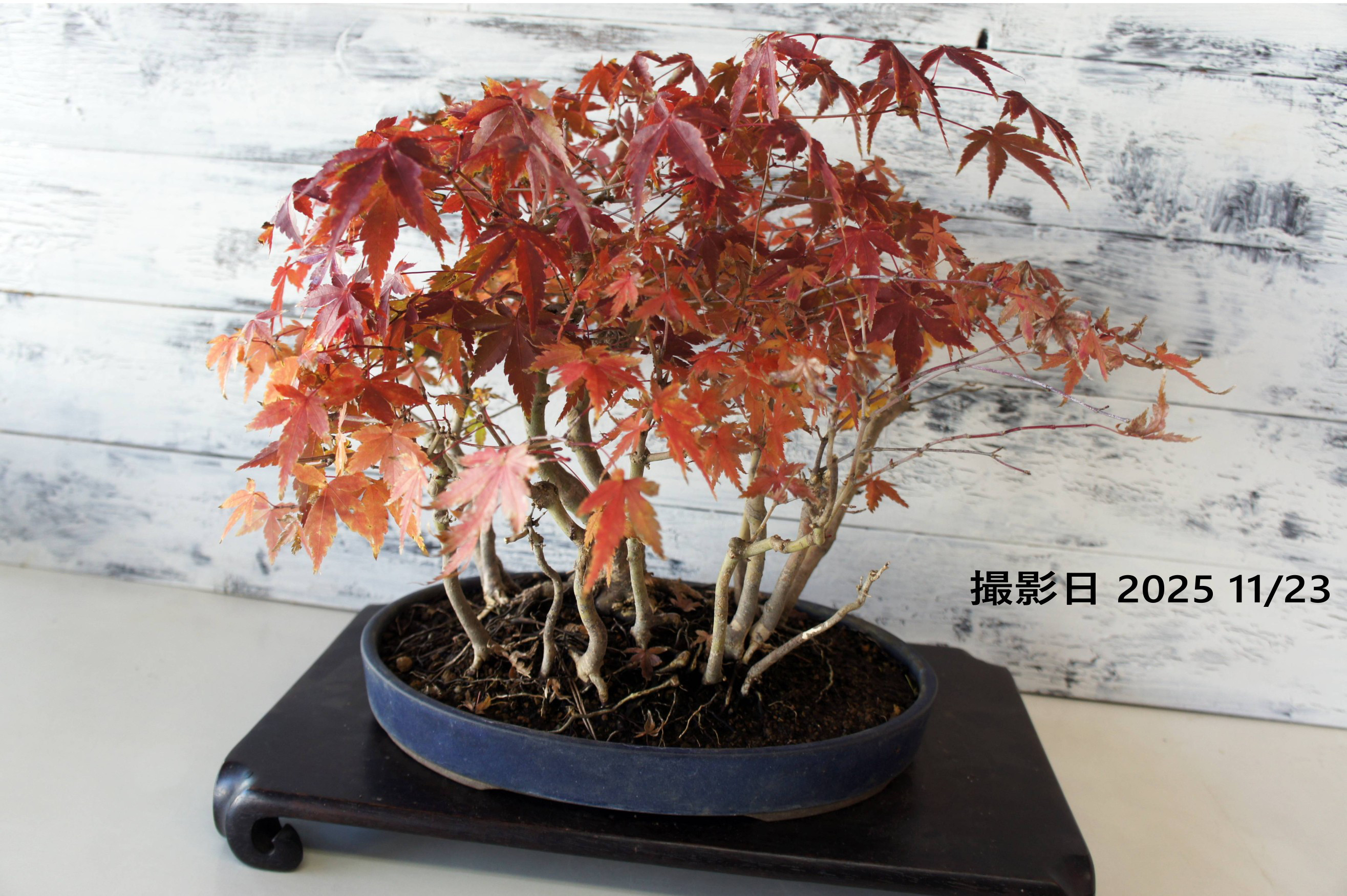 盆栽 『紅葉』 モミジ 和風 インテリア 春 園芸 ガーデニング おしゃれ 111