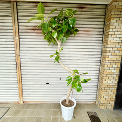 レイズドベッド BIG栽培プランター 花壇 花台 フラワースタンド メダカ