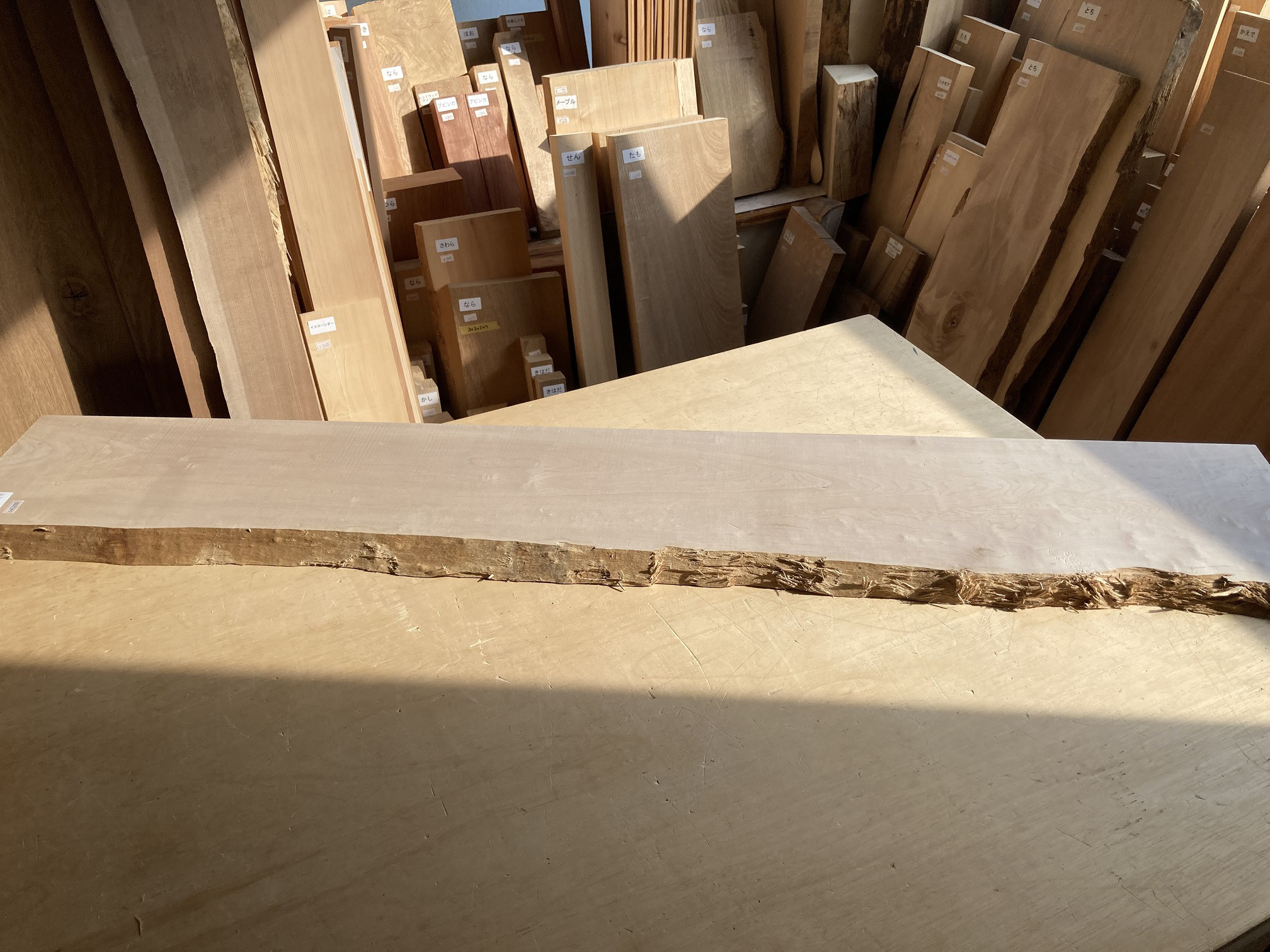 イタヤカエデ　05041007