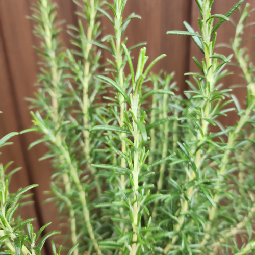 守護と浄化のハーブ ローズマリー イタリア製スクエア型テラコッタ