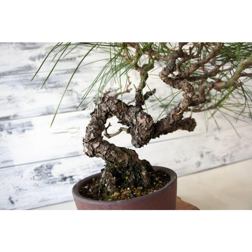 盆栽 『赤松』 和風 インテリア 園芸 ガーデニング おしゃれ 雑貨 044