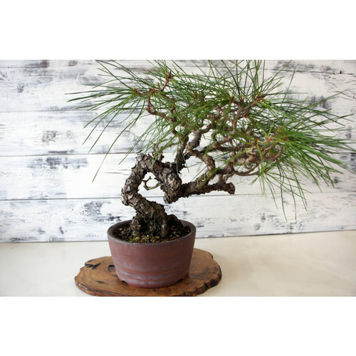 赤松盆栽！ 赤松 盆栽 - メルカリ