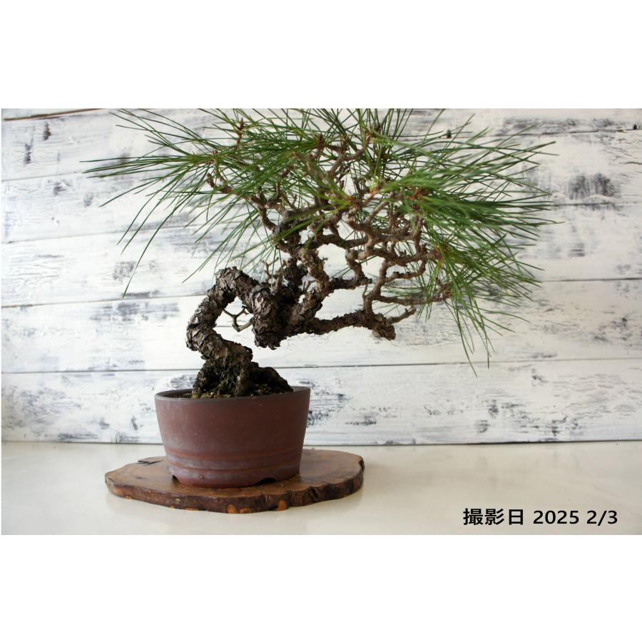 盆栽 『赤松』 インテリア 観葉植物 園芸 ガーデニング 送料無料 b161 盆栽 『赤松』 和風 インテリア 園芸 ガーデニング おしゃれ