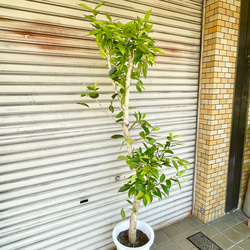 幹極太株♡  朴仕立て アマゾンオリーブ 5枚目の画像