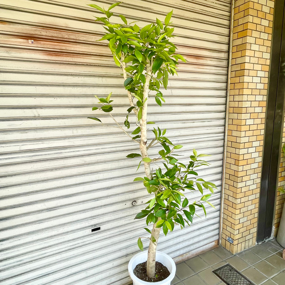 幹極太株♡  朴仕立て アマゾンオリーブ 5枚目の画像