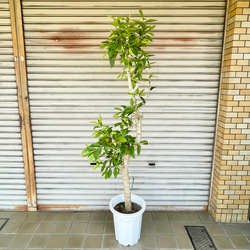 幹極太株♡  朴仕立て アマゾンオリーブ 3枚目の画像