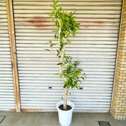 幹極太株♡  朴仕立て アマゾンオリーブ 1枚目の画像