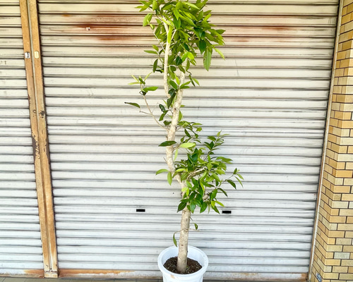 幹極太株♡ 朴仕立て アマゾンオリーブ その他インテリア雑貨