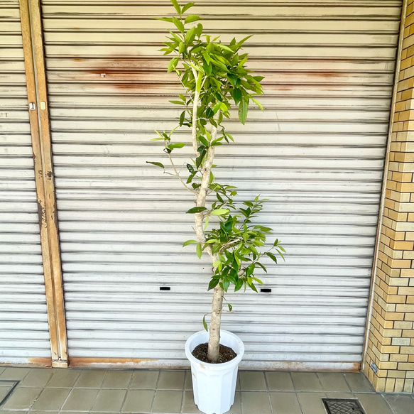幹極太株♡  朴仕立て アマゾンオリーブ 1枚目の画像