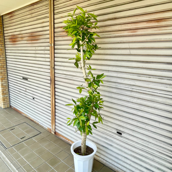 幹極太株♡  朴仕立て アマゾンオリーブ 6枚目の画像
