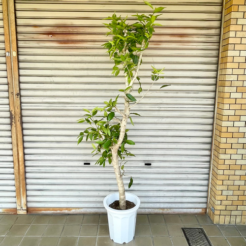 アマゾンオリーブ　曲げ仕立て　オシャレなロング鉢植え アマゾンオリーブ 曲げ仕立て オシャレなロング鉢植え