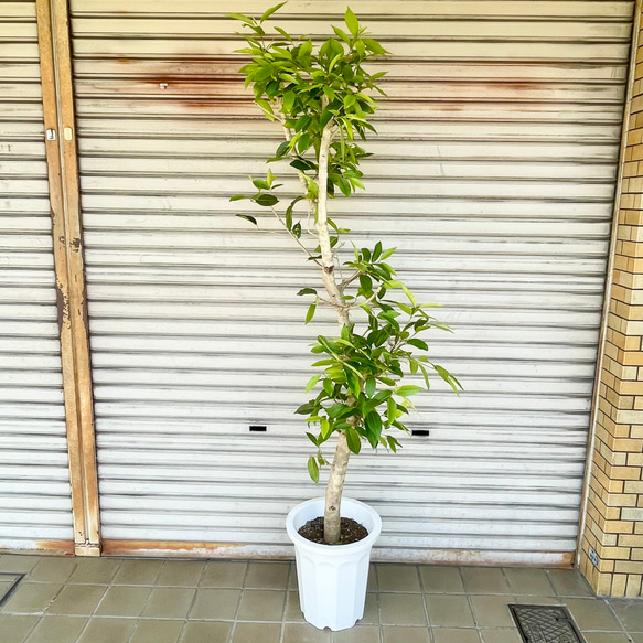 幹極太株♡  朴仕立て アマゾンオリーブ 2枚目の画像