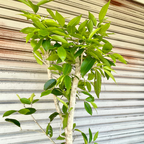 幹極太株♡  朴仕立て アマゾンオリーブ 10枚目の画像