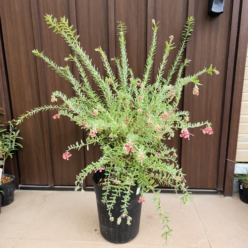 四季咲き♡ グレビレア マリーチェリー 鉢植え 苗 ネイティブフラワー