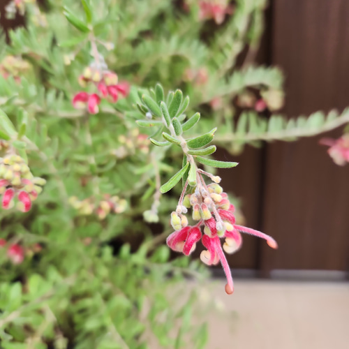 花芽付き♡グレビレア　マリーチェリー　鉢植え　苗　オージープランツ 花芽付き♡グレビレア マリーチェリー 鉢植え 苗 オージー
