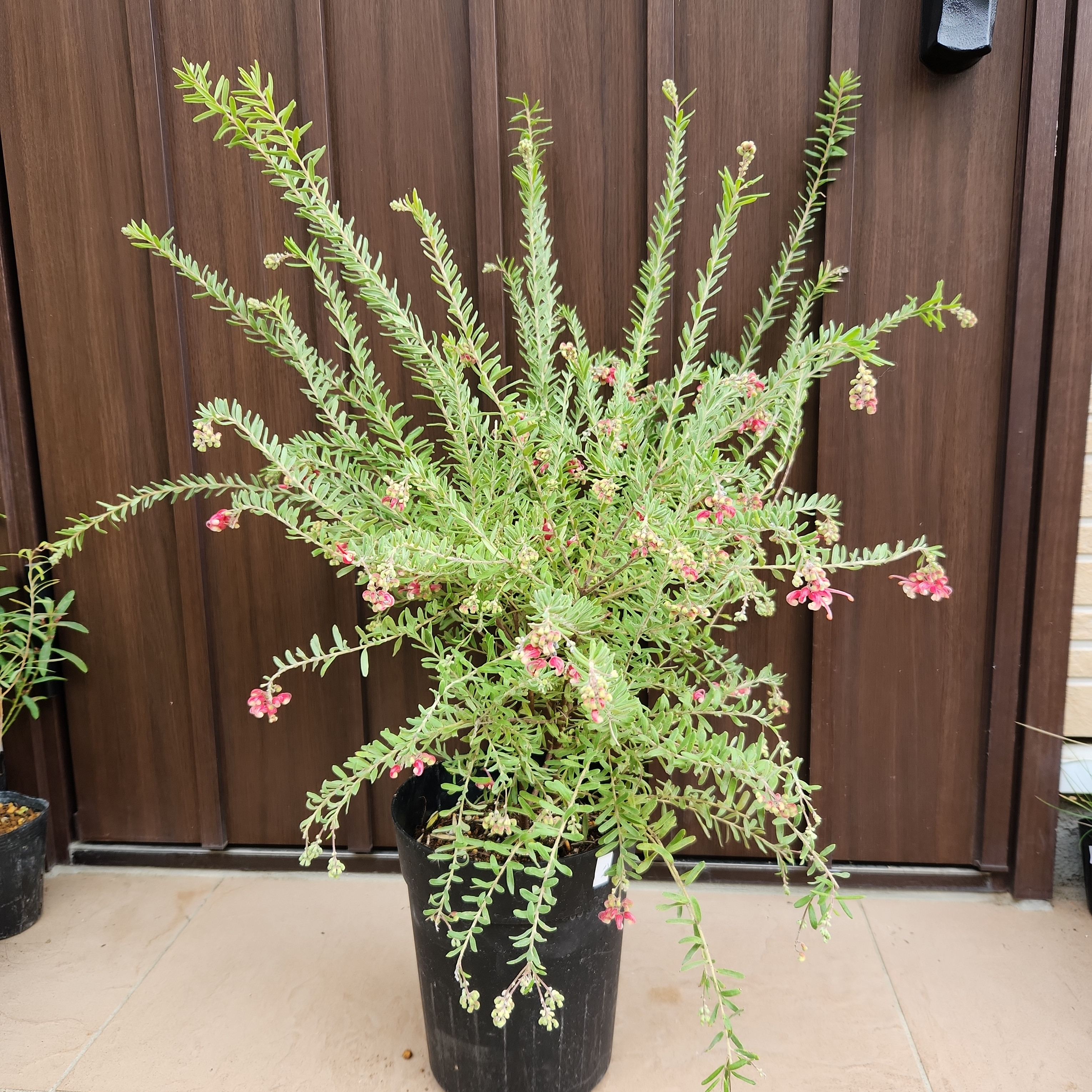 大きめ♡ グレビレア　ストロベリーブロンド　鉢植え　苗　レア品種 大きめ♡ グレビレア ストロベリーブロンド 鉢植え 苗 レア品種