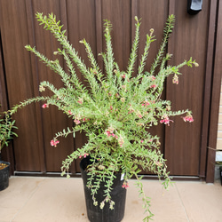 dbeaf22544f0b98016a441ea9f05fe