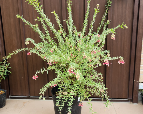 四季咲き♡ グレビレア マリーチェリー 鉢植え 苗 ネイティブ