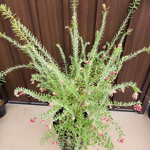 花芽付き♡グレビレア　マリーチェリー　鉢植え　苗　オージープランツ 4561047875b0b3e38159d66e636046
