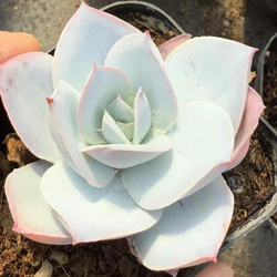 多肉植物 ハオルチア 黄金宝草 6cm 抜き苗 1株 多肉植物 愛多肉 多肉植物 ハオルチア 黄金宝草 6cm 抜き苗 1株 多肉植物 愛多肉