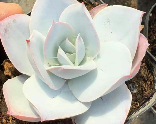 多肉植物 エケベリアの女王 カンテ 抜き苗 1株 5-6cm 多肉植物 愛多肉