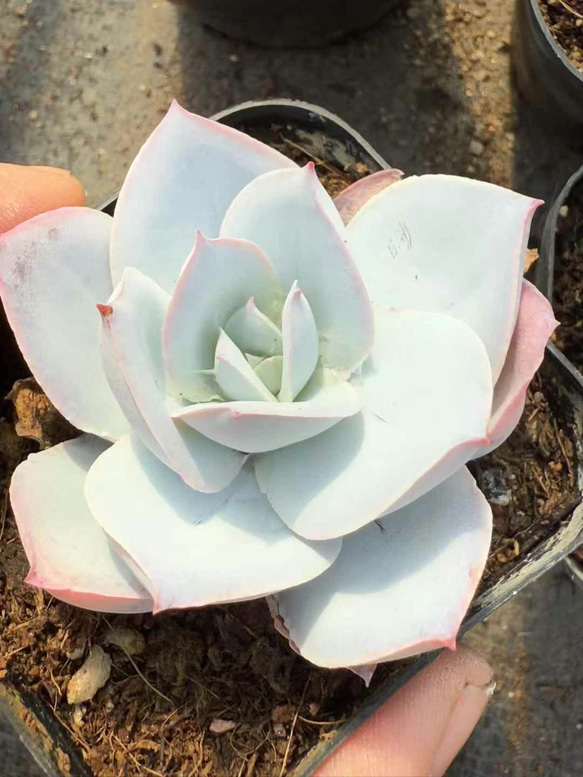 多肉植物 エケベリアの女王 カンテ 抜き苗 1株 5-6cm 多肉植物 愛多肉