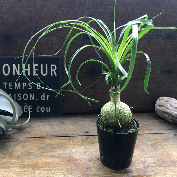 ポニーテール♡トックリラン♡ノリナ♡観葉植物♡おしゃれ アート