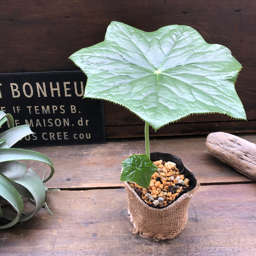 八角蓮♡珍しい山野草♡ガーデニング♡希少 アートフラワー パリ