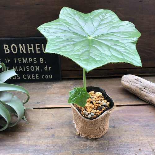 山野草　希少　カリアンテマム　ファレリ　苗 八角蓮♡珍しい山野草♡ガーデニング♡希少 アートフラワー パリ