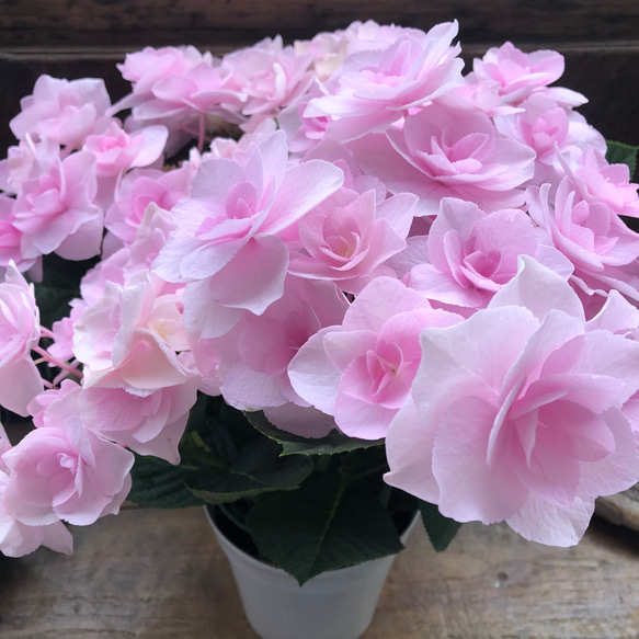 パラゴン ブルー 紫陽花 ピンク カップ アンティーク パラゴン ブルー 紫陽花 ピンク カップ アンティーク｜子ども用