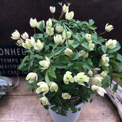 モンタナ♡八重咲き♡クレマチス♡アーチ型♡大苗 アートフラワー パリ