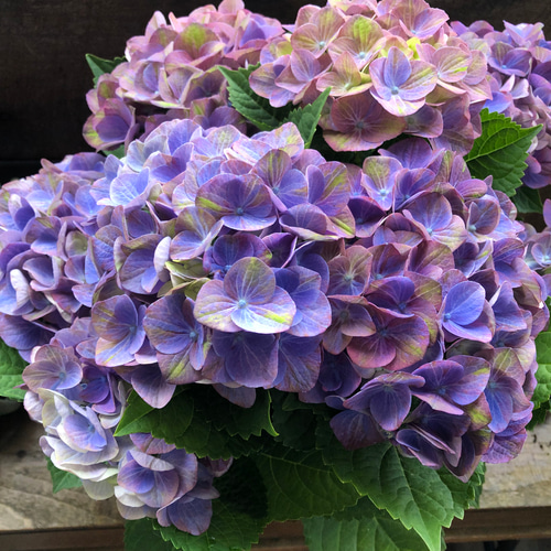 色変わりする紫陽花♡マジカル♡グリーンファイヤー♡パープル♡秋色に