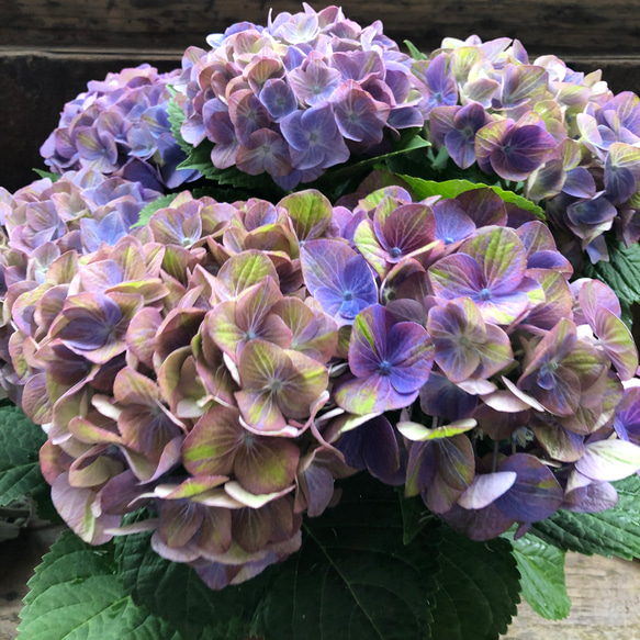 色変わりする紫陽花♡マジカル♡グリーンファイヤー♡パープル♡秋色に