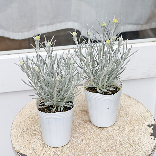 草花苗 ヘリクリサム シアンスチャニカム 2.5号 常緑 多年草 シルバー