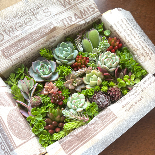 多肉植物 カット苗 セット 色どりいろいろ 詰め合わせ 育てる 寄せ植え